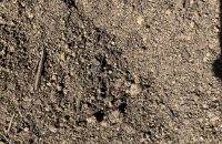 Lawn and Garden Soil